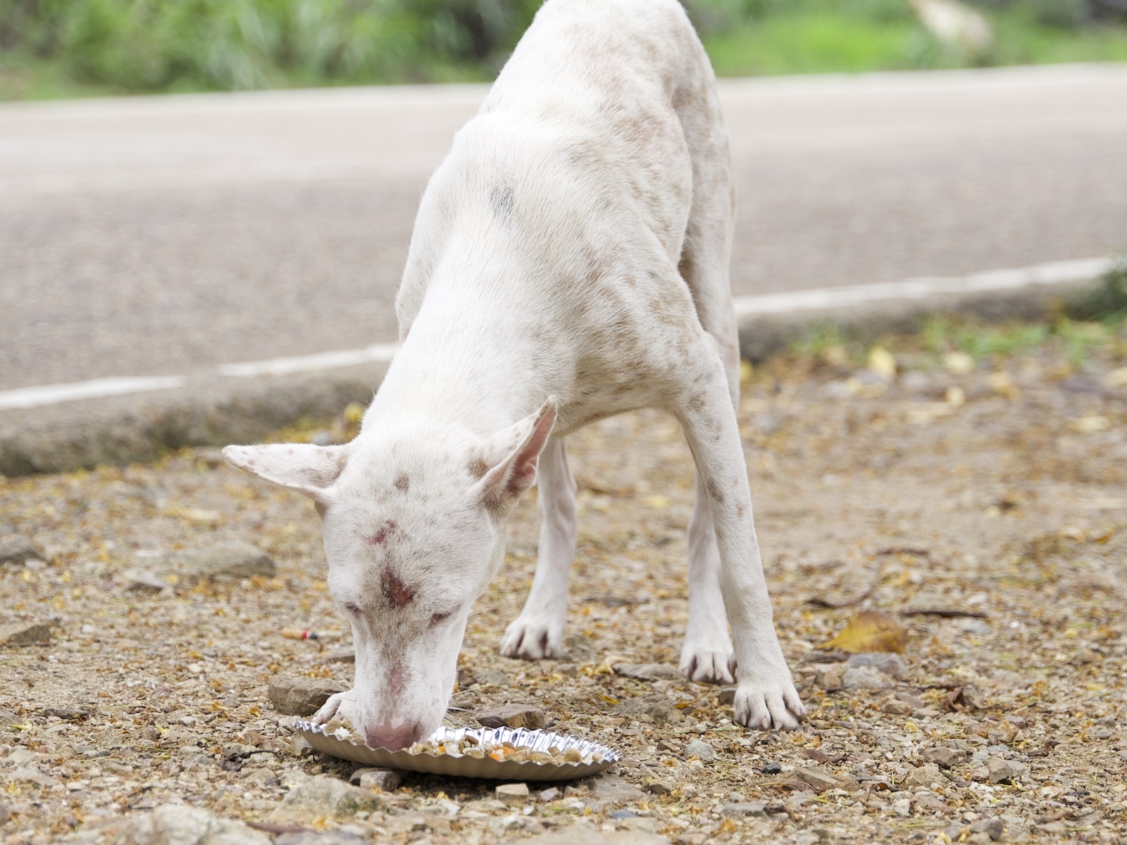 Stray Feeding Program